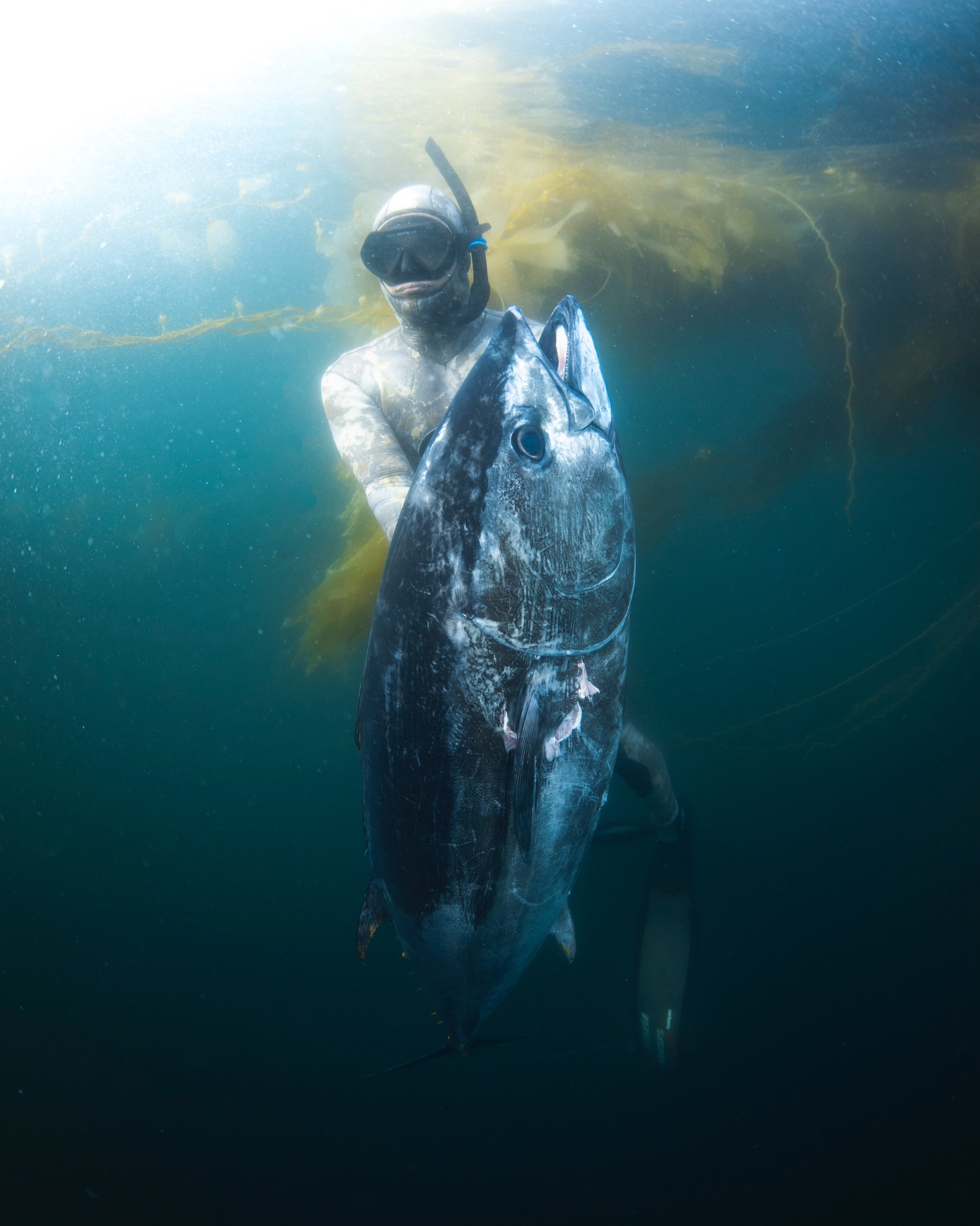 Bluefin Spearfishing